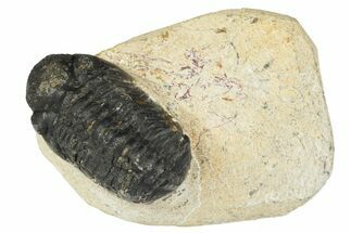 Bargain 3D Reedops Trilobite Fossils 