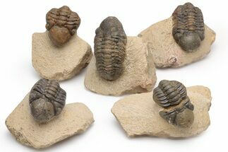 Bargain Reedops Trilobite Fossils - 2 to 3"
