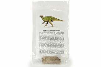 Fossil Hadrosaur Dinosaur Bone Section - Hell Creek Formation