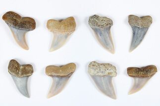 1.25 to 1.5" Fossil Shark Teeth (Carcharodon planus) - Bakersfield, CA