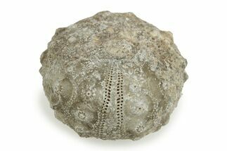 1" Jurassic Fossil Echinoids (Sea Urchins) - Morocco