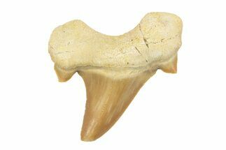 1 1/2 to 2" Fossil Otodus Shark Teeth - Khouribga, Morocco