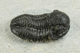 Bargain, 3D Gerastos Trilobite Fossils (Grade B)