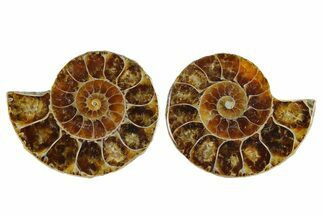 Cut & Polished Agatized Ammonite Fossils - 1 1/4 to 1 1/2" Size