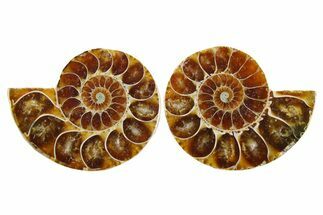 Cut & Polished Agatized Ammonite Fossils - 1 1/4" Size