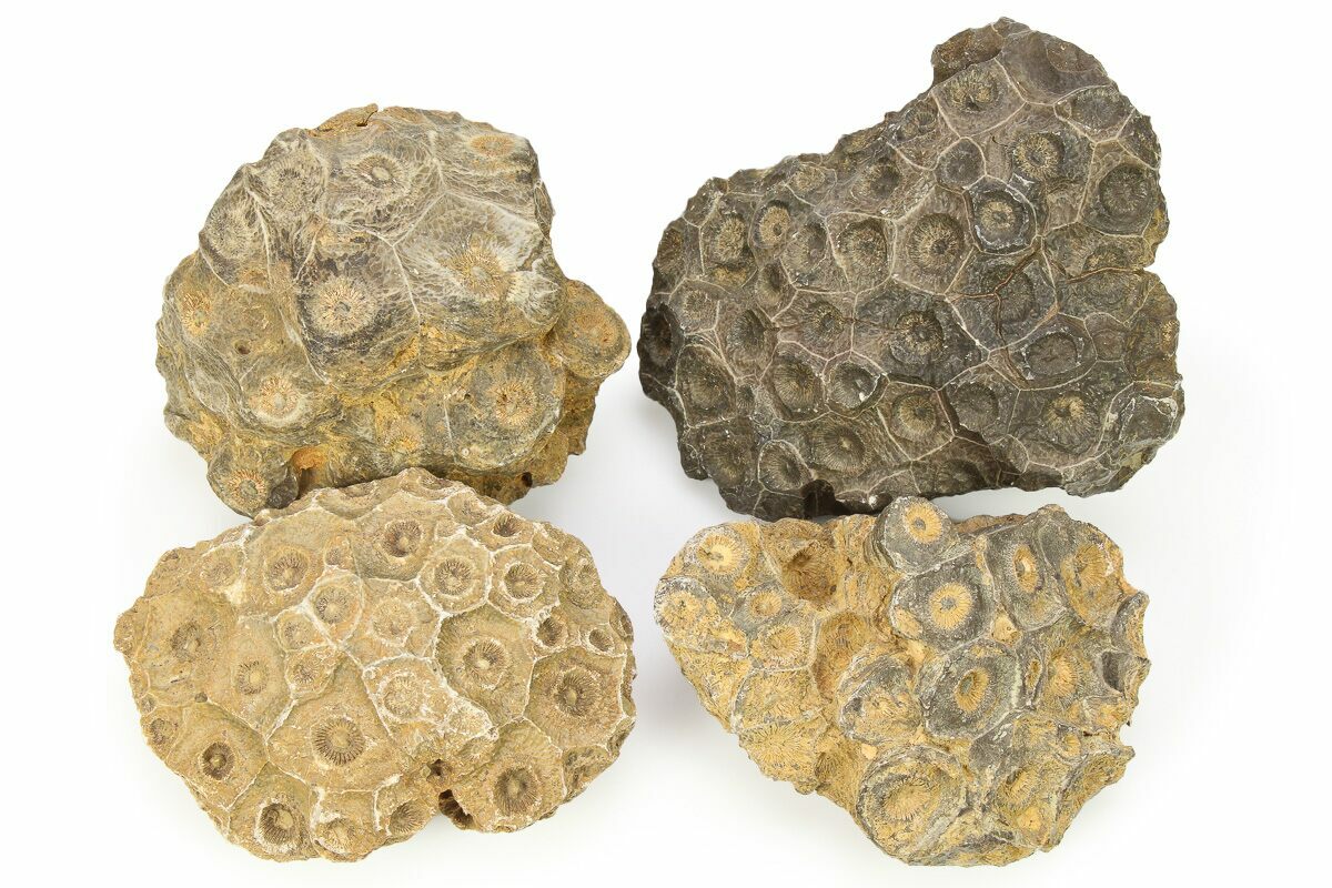 Rough Fossil Coral Actinocyathus From Morocco 3 To 4 For Sale Rough Fossil Coral Actinocyathus From Morocco 3 To 4 For Sale