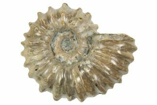 2 to 2 1/2" Tractor Ammonite (Douvilleiceras) Fossils