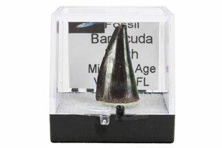 1" Fossil Miocene-Aged Barracuda Teeth - Venice, Florida