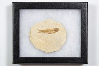Knightia Fossil Fish From Wyoming with Display Case - 1 to 2"