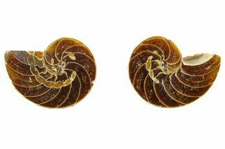 Cut & Polished Nautilus Fossils - 1/2 to 1" Size
