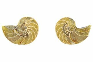 Cut & Polished Nautilus Fossils - 1 to 1 1/4" Size