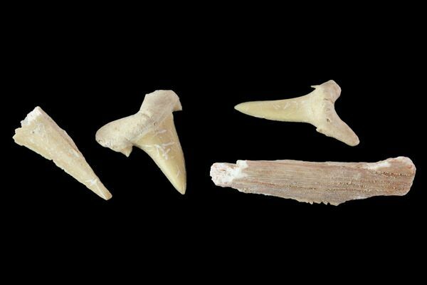 Real Sand Shark Teeth Fossils - Natural 1/4 Pound Pack For Collection & Crafts