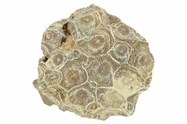 Fossil coral specimen from Morocco