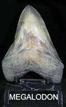 Beautiful Megalodon Tooth - Quality Serrations #22588