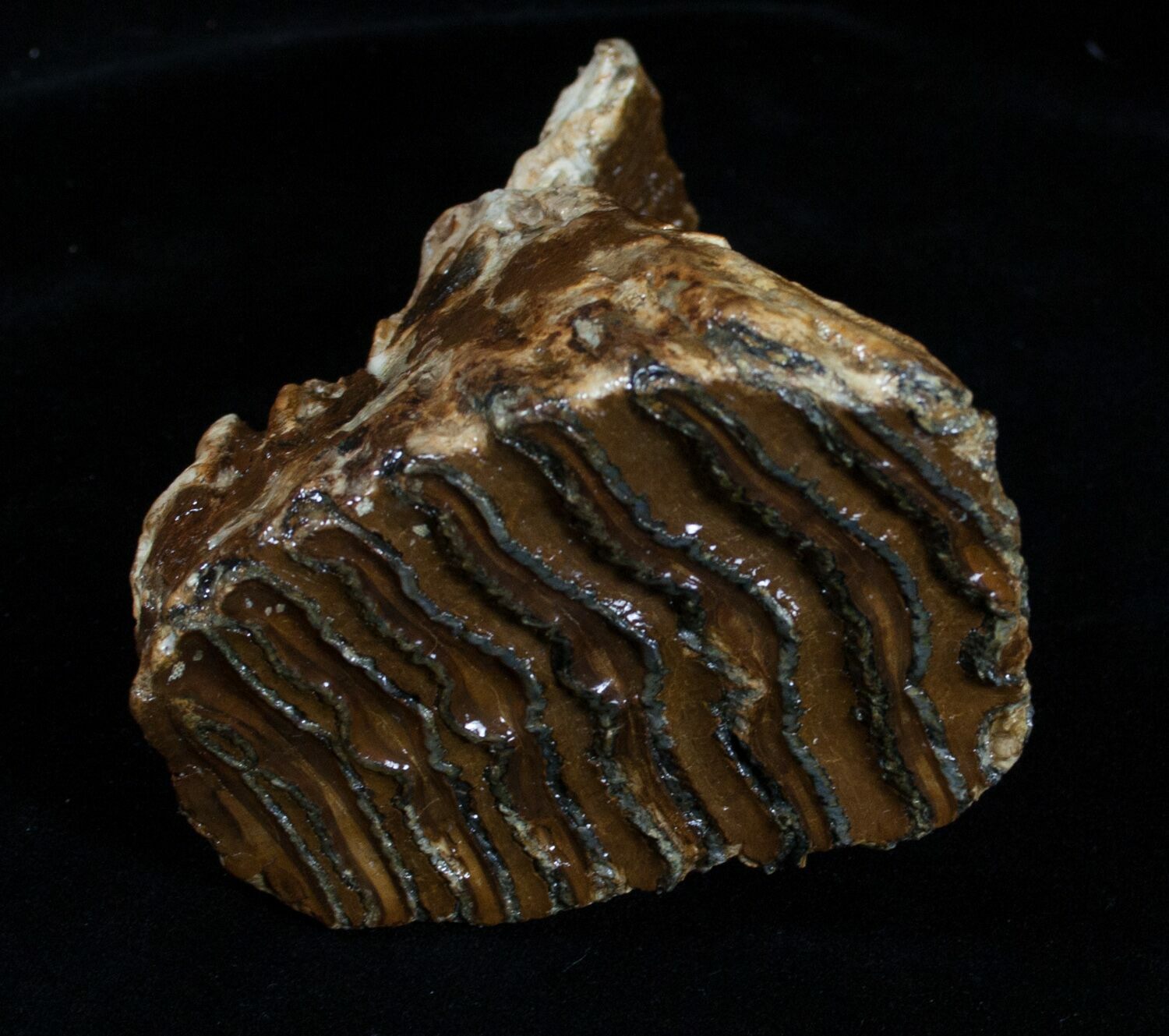 mammoth molar for sale