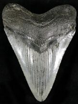 Nice Fossil Megalodon Tooth - South Carolina #22573