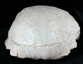 Large Fossil Tortoise (Stylemys) - Wyoming #22794