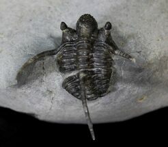 Rare Eifel Cyphaspis Trilobite - Germany #22839