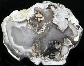 Petrified Wood (Poplar) End-Cut - Vantage, Washington #22981