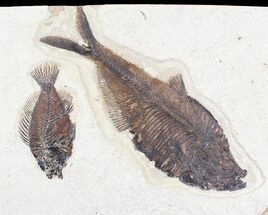 Diplomystus & Priscacara Fossil Fish Plate - x #22971