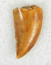 Finely Serrated Raptor Tooth From Morocco - #22997