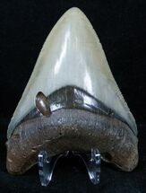 Stunning Venice Florida Megalodon Tooth - #3391