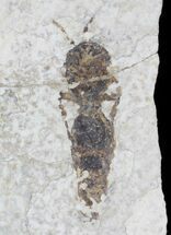 Fossil Wasp - Green River Formation, Wyoming #23303