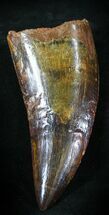 Large Carcharodontosaurus Tooth - Moroccan T-Rex #23373