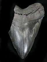 Partial, Serrated Megalodon Tooth - Monster Tooth! #23406