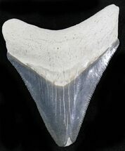 Bone Valley Megalodon Teeth For Sale - FossilEra.com