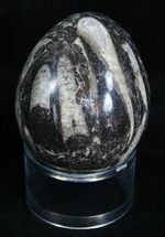 Polished Orthoceras Egg #3397