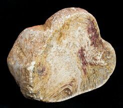 Osmunda Petrified Wood End Slice With Heart #3402