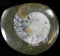 Polished Goniatite Fossil - Morocco #23543
