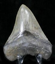 Sharp Fossil Megalodon Tooth - South Carolina #23666