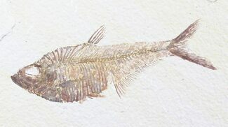 Diplomystus Fish Fossil From Wyoming #23707