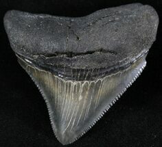 Serrated, Posterior Megalodon Tooth #23730