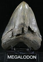 Wide Megalodon Tooth - Sharp Serrations #23747