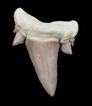 Large Serratolamna Fossil Shark Tooth #3414