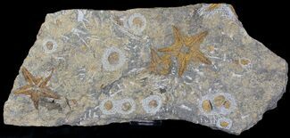 Starfish (Petraster?) & Edrioasteroid Plate - Ordovician #23866