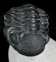 Large Phacops Trilobite - Great Eye Preservation #23952