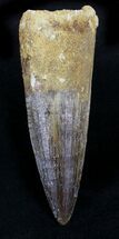 Large Spinosaurus Tooth - Great Preservation #23957