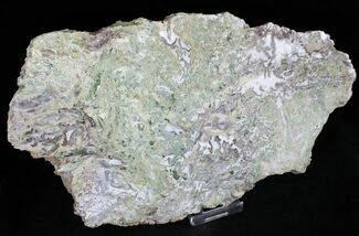 Green Petrified Wood Slab - Hampton Butte, Oregon #24190