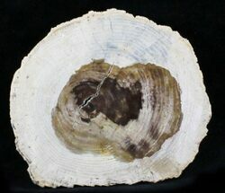 Petrified Ash Wood Slab - McDermitt, Oregon #24238