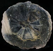 Petrified Wood (Laural) Round - Eagle Point, Oregon #24250