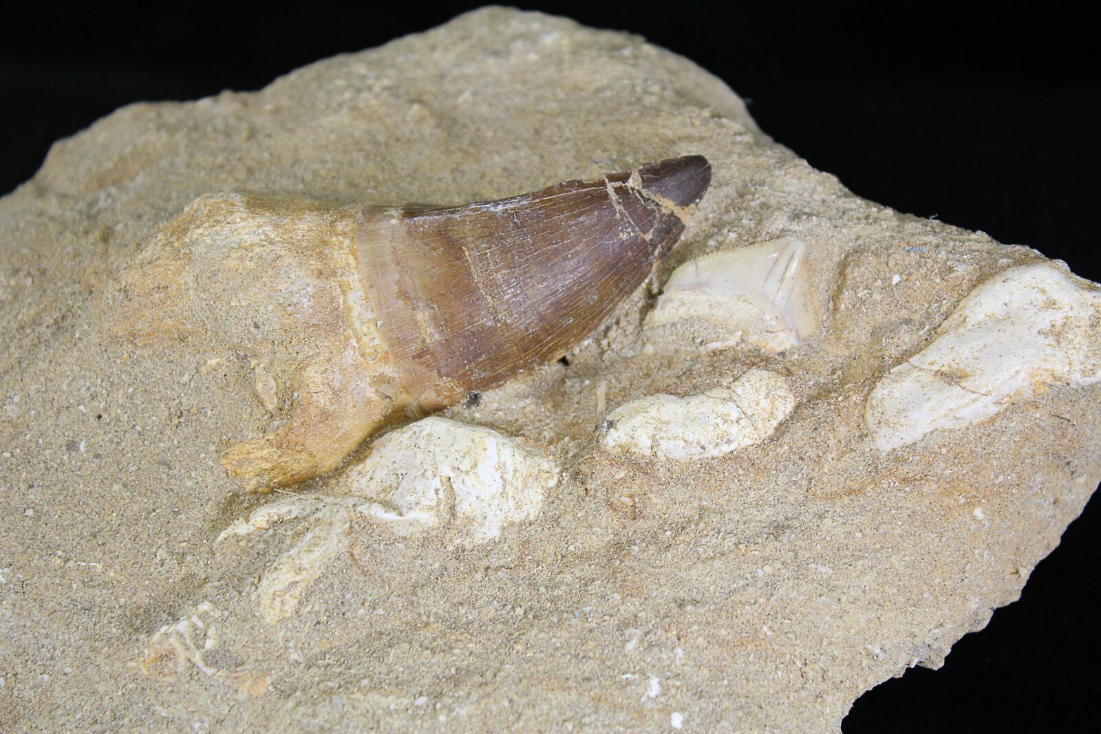 3.3" mosasaur (prognathodon) tooth in matrix for sale (#24342