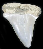 Highly Serrated Fossil Great White Shark Tooth - 1.66 (#12881