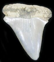 Large, Fossil Mako (Isurus) Shark Tooth - Belgium #24372