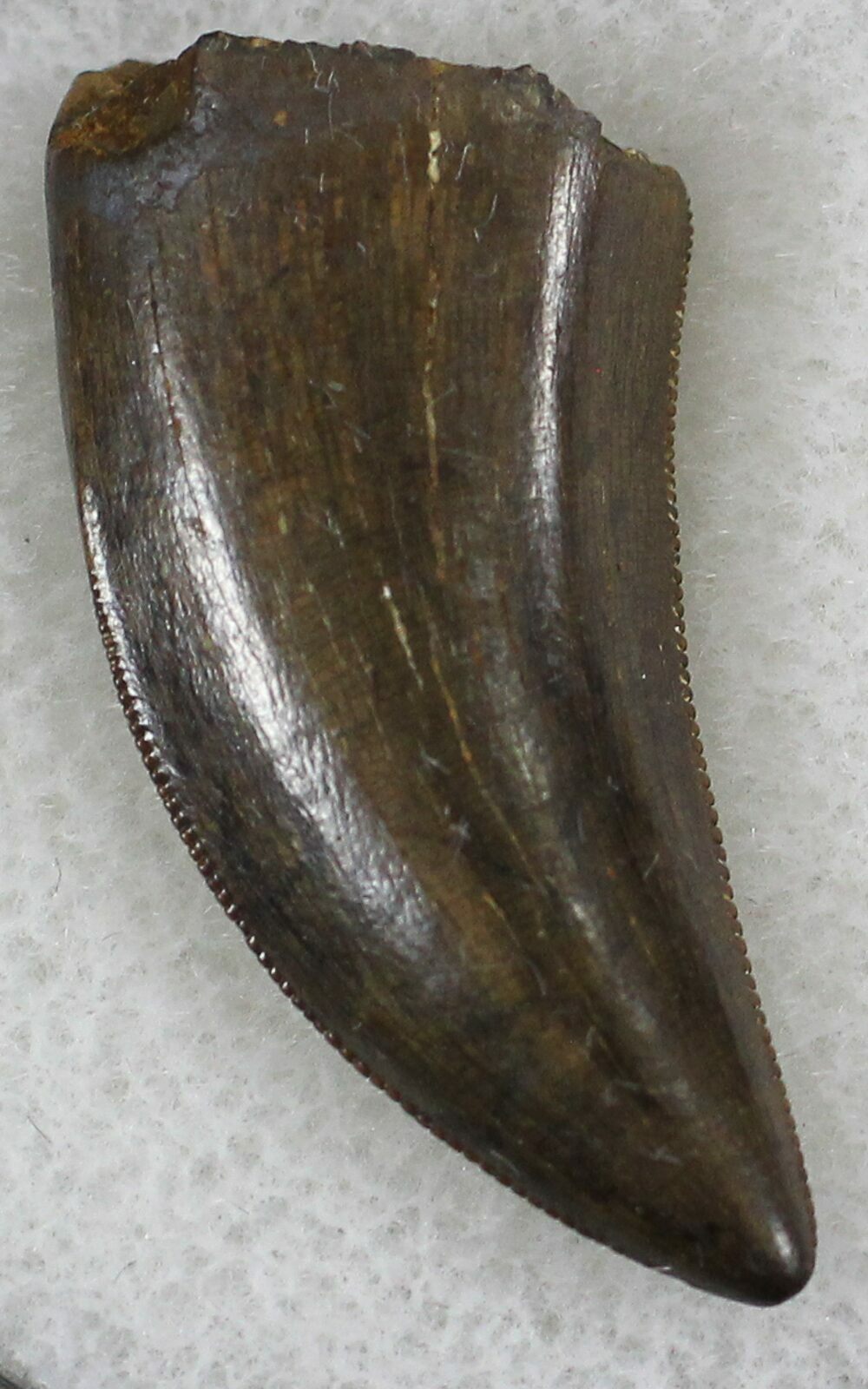 gorgosaurus tooth