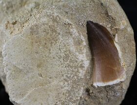 Mosasaur (Prognathodon) Tooth With Vertebae #24520