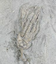 Abrotocrinus Crinoid - Indiana #24719